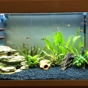 Aquarium naturel