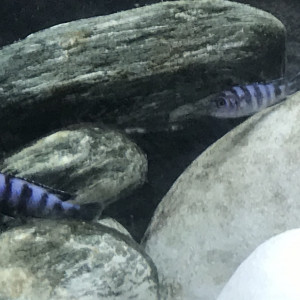 Publication de Db63100