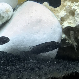 Publication de Db63100