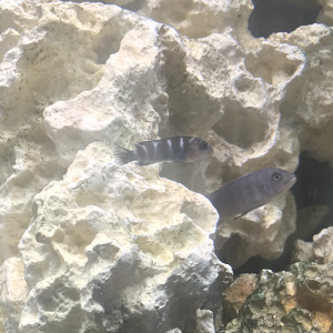 Publication de Db63100