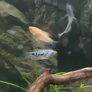 Publication de Fouch1