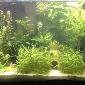 Publication de Issanissa