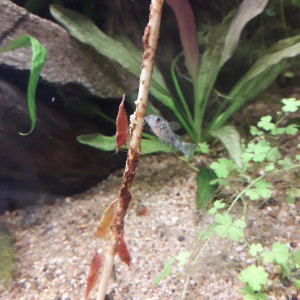 Publication de Cyrelo