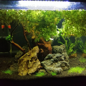 Publication de amifish