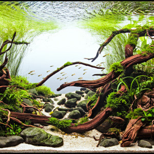 Publication de NakMuay