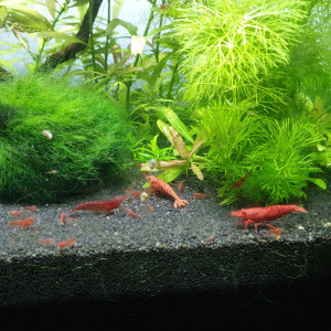 Publication de shrimplover