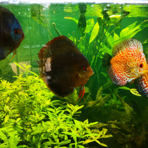 Publication de matthaux