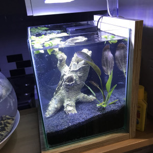 Aqua Betta