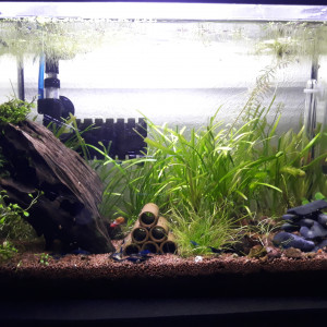 Publication de Corsica35