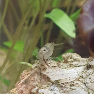 Publication de Mevew