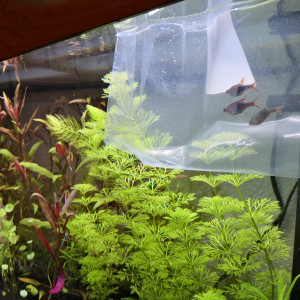 Publication de Kanmi