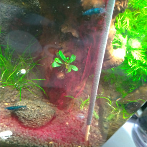 Publication de Saykeer