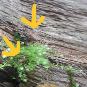 Publication de Cyrelo