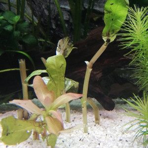 Publication de james_broin