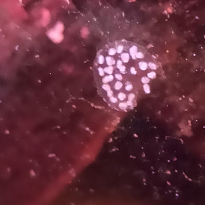 Publication de axoubad