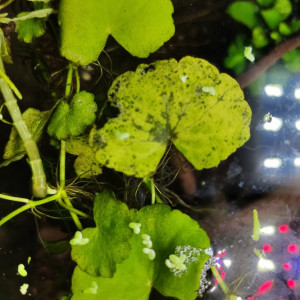 Publication de william-lamboley