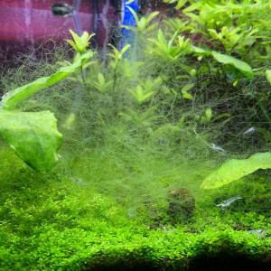 Publication de Azast