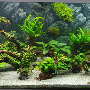 Publication de Kamelot