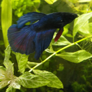 Publication de Cicam83