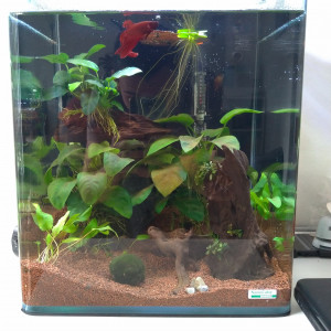 Publication de Saykeer