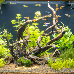 Publication de Delcourte