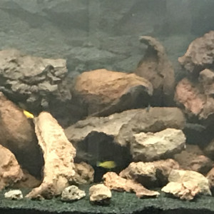 Publication de Db63100