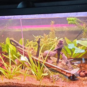 Premier Aqua 80L