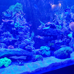 Publication de Baloo