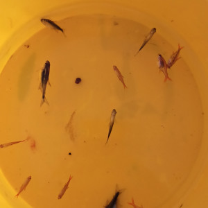 Publication de shanganagh-takhisis