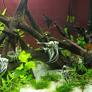 Publication de shanganagh-takhisis