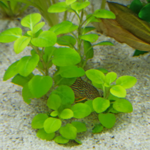 Publication de shanganagh-takhisis