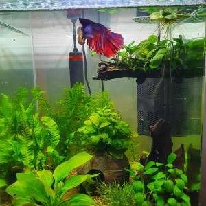 Premier aquarium