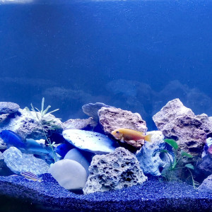 Publication de Chtrumfette