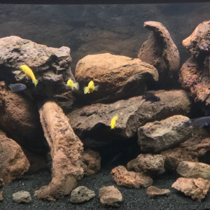 Publication de Db63100