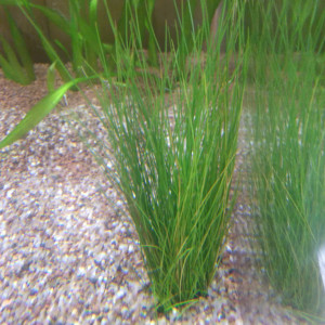 Publication de Phoenix17