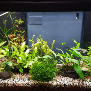 58L guppys