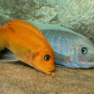 Publication de Db63100