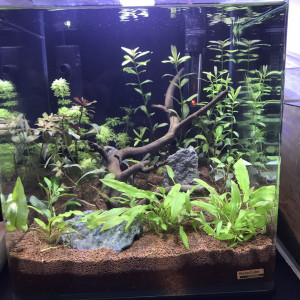 Publication de Mateuf