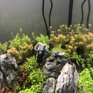 Publication de Lottomans