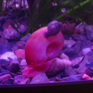 Publication de Pizkaillou