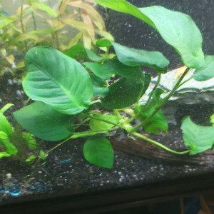 Publication de Yann80