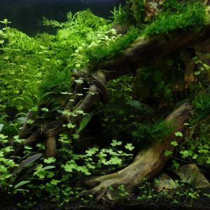 Publication de hydrocotyle