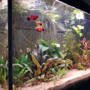 Publication de MayZark