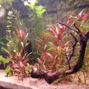 Publication de MayZark