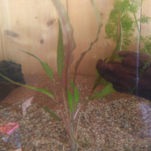 Publication de Phoenix17