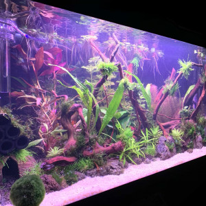 Publication de onryou