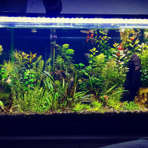 Publication de Manuelesh