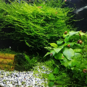 Publication de dams-soa