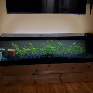 225 litres Américain  planté