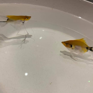 Publication de sindy-jedrzejewski